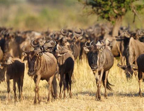 Safari Privato Di Giorni Il Meglio Del Serengeti E Ngorongoro