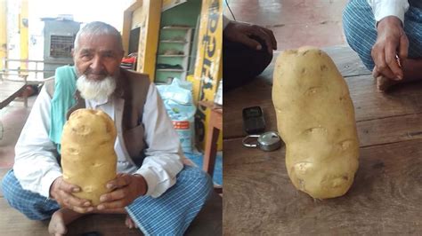 Two Kilos Of Potato Grown In The Field In Farrukhabad Amar Ujala