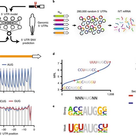 Human 5 UTR Design And Variant Effect Prediction From A Massively