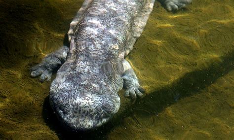 Giant Chinese salamander is at least five distinct species, all heading ...