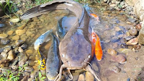 Tangkap Ikan Lele Raksasa Di Dalam Lubang Ikan Hias Ikan Koi Ikan