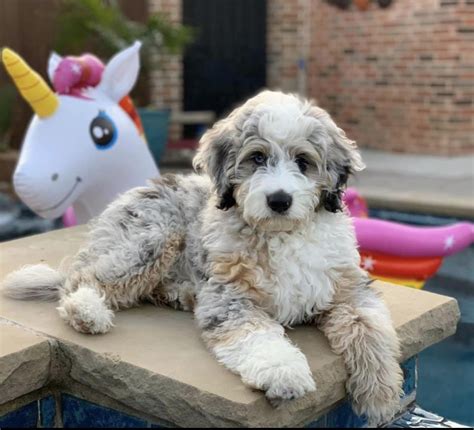 Aussie Doodle Teddy Bear Cut - Before And After Best Aussiedoodle Haircuts - Ayana Wuckert