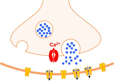 Neurotransmitter Release And Receptor Function Flashcards Quizlet