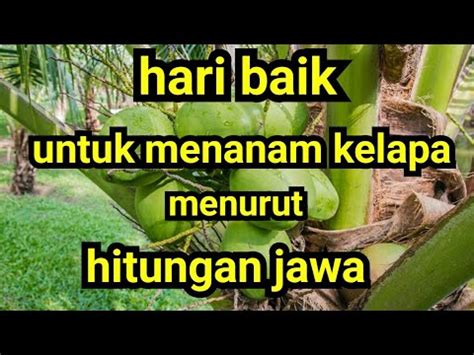 Hari Baik Untuk Menanam Kelapa Menurut Hitungan Jawa YouTube