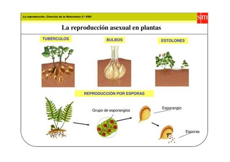 Tipos de reproducción de las plantas Resumen PARA NIÑOS