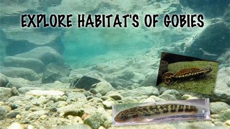 Explore Habitat's of Gobies Stiphodon Aureofuscus and Sicyopterus ...