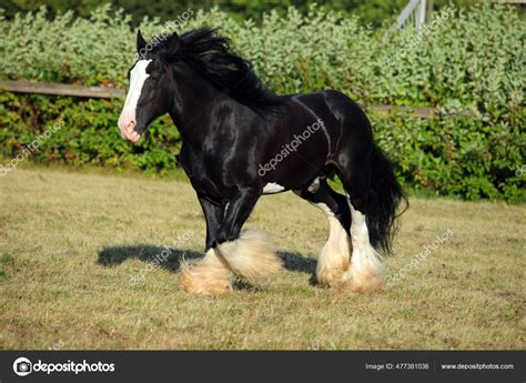 Black Shire Horse Runs Free Ranch Stock Photo by ©horsemen 477381036