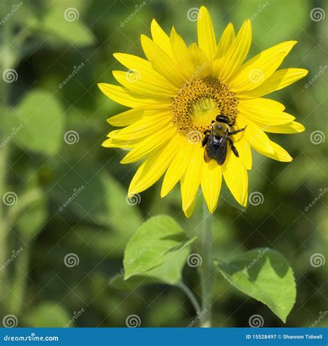 Manosee La Abeja En El Girasol Imagen De Archivo Imagen De Insecto