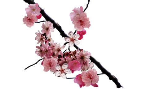 Cherry Blossom Transparent HQ PNG Download | FreePNGimg