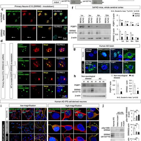 SRRM2 Phosphorylation At PSer1068 Was Increased In 5xFAD Mice A