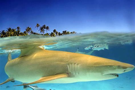 Le Requin Citron Sharks Mission France Sauver Les Requins