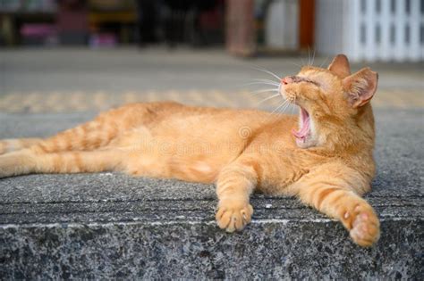 A Yellow Cat Yawns Lazily With Its Mouth Wide Open Stock Image Image