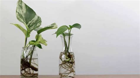 Houseplants You Can Easily Propagate From Cuttings Slick Garden