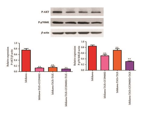 Changes Of P Akt And P P S K Proteins After Treatment With Ly