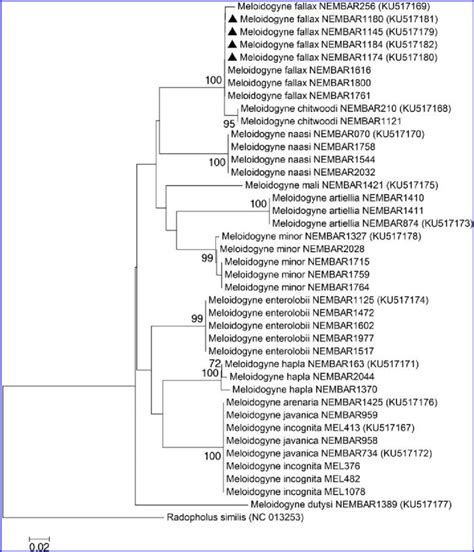 Dendrogram Constructed By The Neighbour Joining Method Showing The