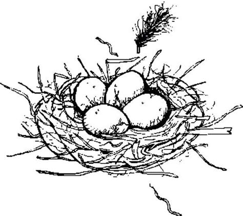 Bird Nest With Eggs Coloring Pages | Let's Coloring The World