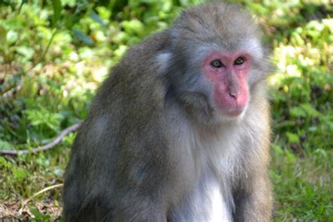 images wildlife zoo mammal  fauna primate