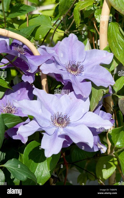 Clematis Blooms Hi Res Stock Photography And Images Alamy