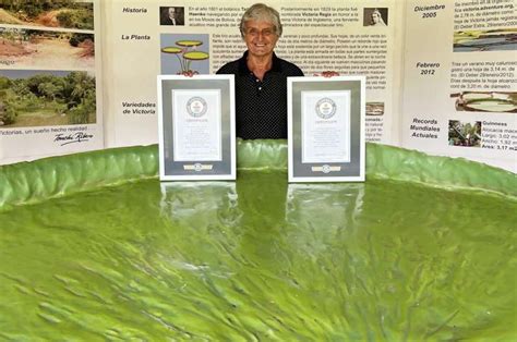 It's official: World's largest giant waterlily recognized by Guinness ...