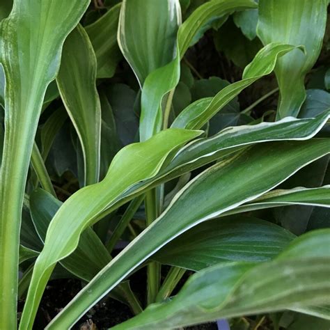 Hosta undulata Albomarginata árnyékliliom Florapont