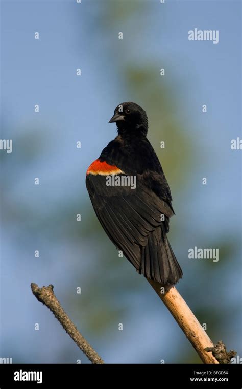 Red Winged Blackbird Agelaius Phoeniceus Phoeniceus Male Preening