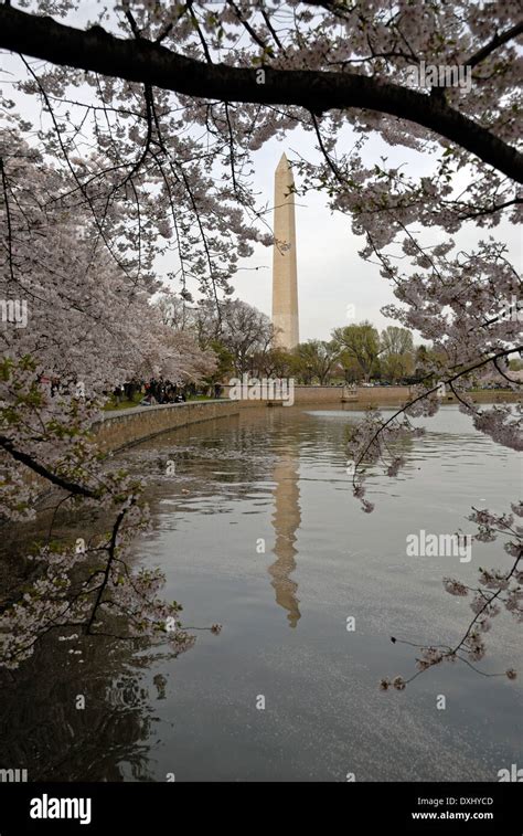 Washington Monument During Cherry Blossom Time Stock Photo Alamy