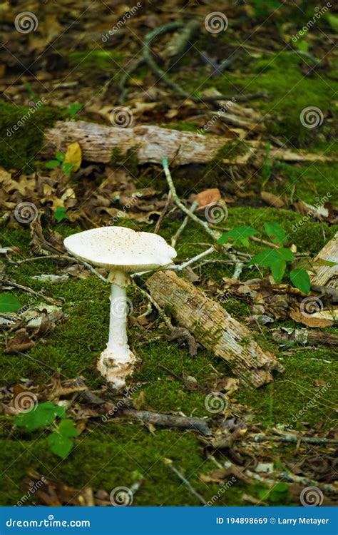 Destroying Angel Mushroom stock image. Image of large - 194898669