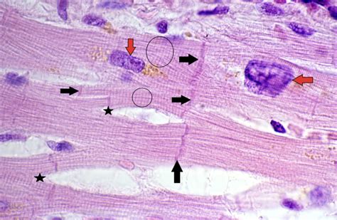 Cardiac Muscle Diagram Diagram Quizlet