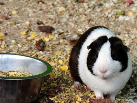 Can Guinea Pigs Overeat Effects And Prevention Of Overfeeding