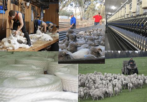 You Must Know Someone Special In The Australian Wool Industry Sheep Central