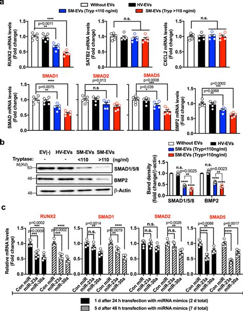 Sm Evs As Well As Mir 23a And Mir 30a Mimics Target Runx2 And Smad15 A