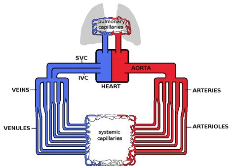 heart anatomy circulatory system blood flow human physiology