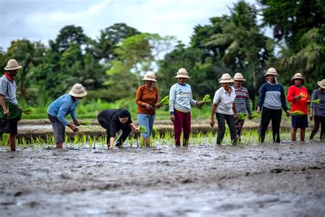 Di Bali Puan Tanam Padi Bareng Petani Dan Borong Sayur Benang Id