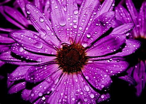 Purple Petal Flower Wallpaper Purple Flower Water Flower Red Flower