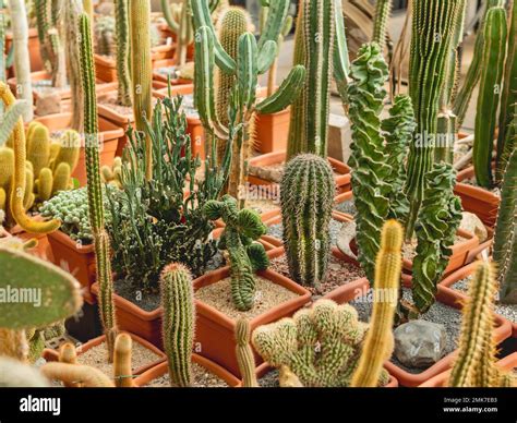 Collection Of Different Cacti Cactus Thorned Plant Botanical Hobby