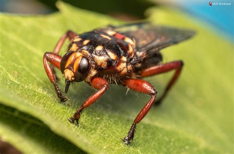 Cattle Louse Fly From Philippolis 9970 South Africa On December 4