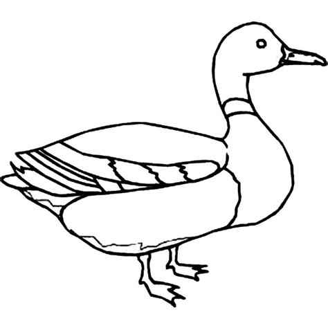 Duck Outline - ClipArt Best