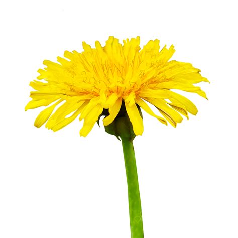 Diente De León Amarillo Sobre Un Fondo Transparente PNG Diente De