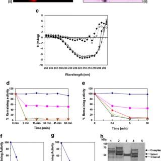 Biochemical Characterization Of The Immunoaffinity Purified Recombinant