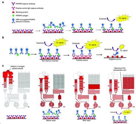 Immunoassay Protocol And Working Principle Of The Mcfa Chip A