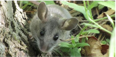 9 Types Of Mice And Rats Found In Washington State Bird Watching Hq