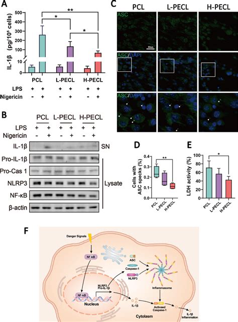 Il 1b Release And Nlrp3 Inflammasome Activation In Macrophages Cultured