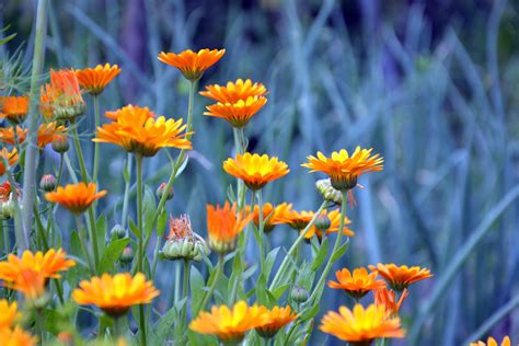 Images Gratuites La Nature Champ Prairie Prairie Fleur T