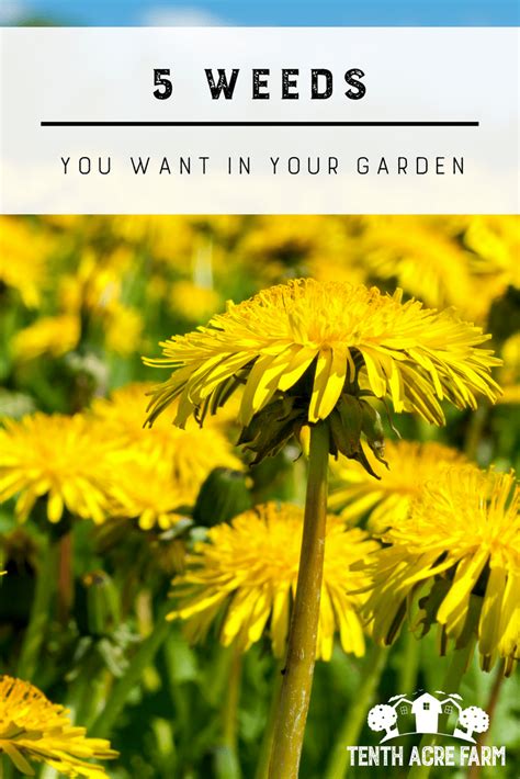 How To Keep Weeds Out Of The Garden Managing Weeds Artofit