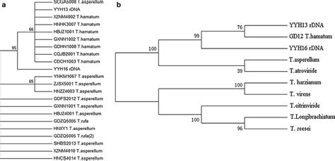 Phylogenetic Tree Analysis A Phylogenetic Tree Using Its1 Its2