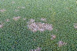 Dollar Spot Control New Fungicides And Modern Approaches