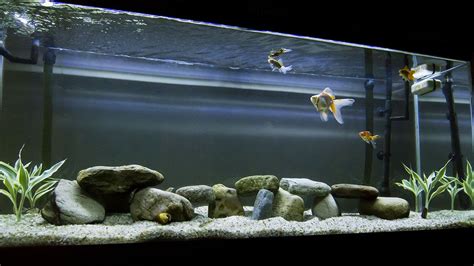 goldfish aquariums