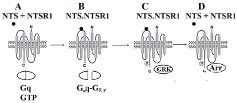 Biology Free Full Text Peptide G Protein Coupled Receptors And Erbb