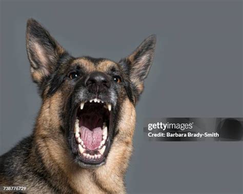 German Shepherd Titanium Teeth