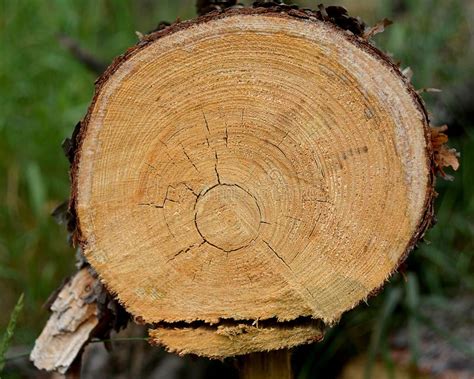 Freshly Cut Down Trunk Of A Young Pine Tree Stock Image Image Of